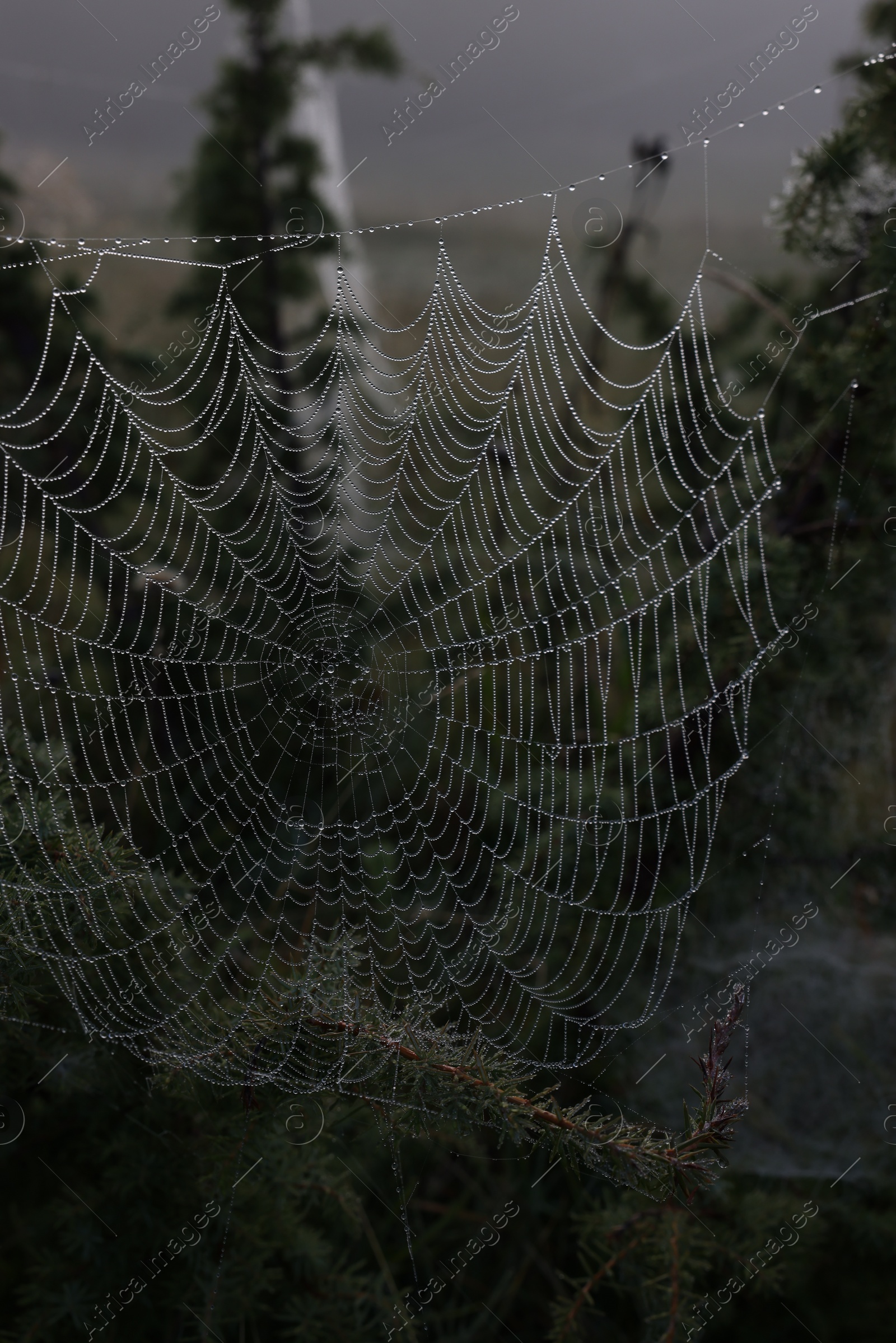 Photo of Closeup view of cobweb with dew drops on plants outdoors