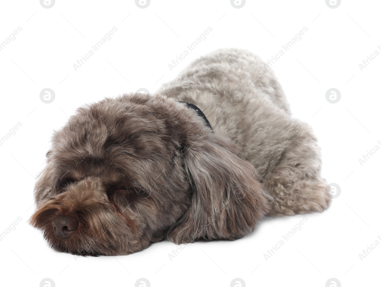 Photo of Cute Maltipoo dog on white background. Lovely pet