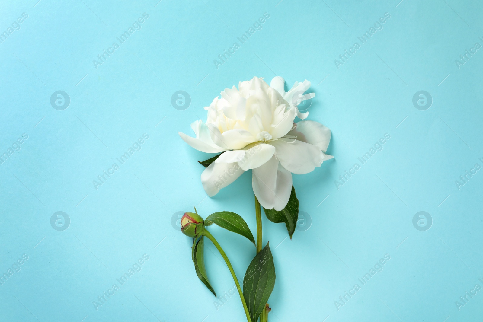 Photo of Beautiful peony on color background, flat lay