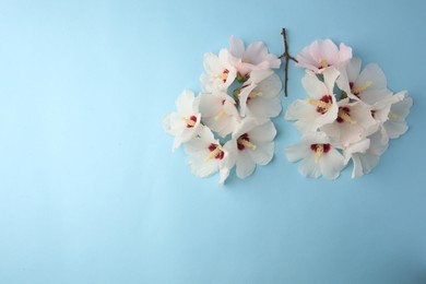 Human lungs made of white flowers on light blue background, flat lay. Space for text