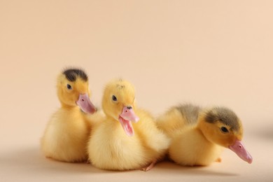 Photo of Baby animals. Cute fluffy ducklings on beige background