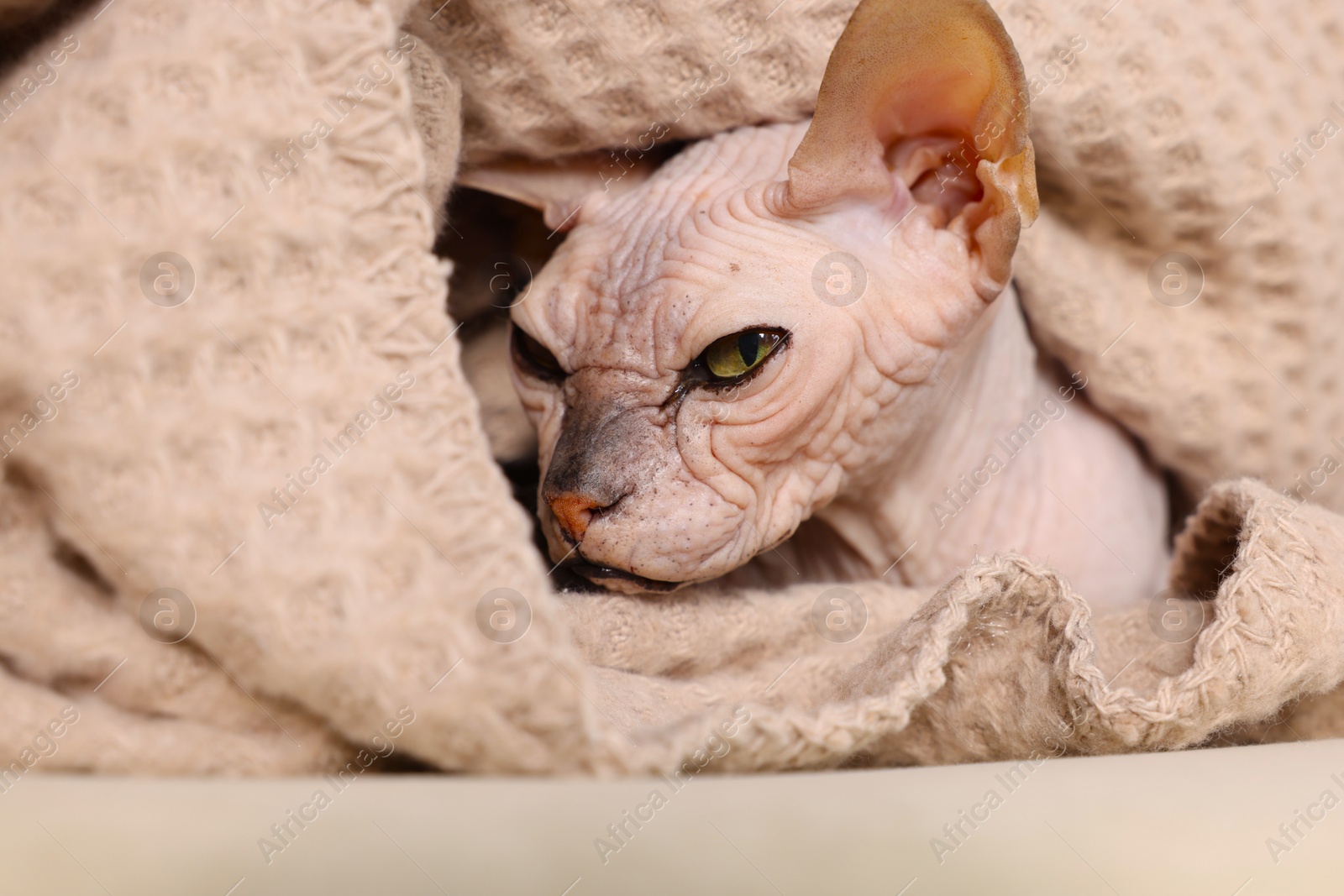 Photo of Beautiful Sphynx cat wrapped in soft blanket at home, closeup. Lovely pet