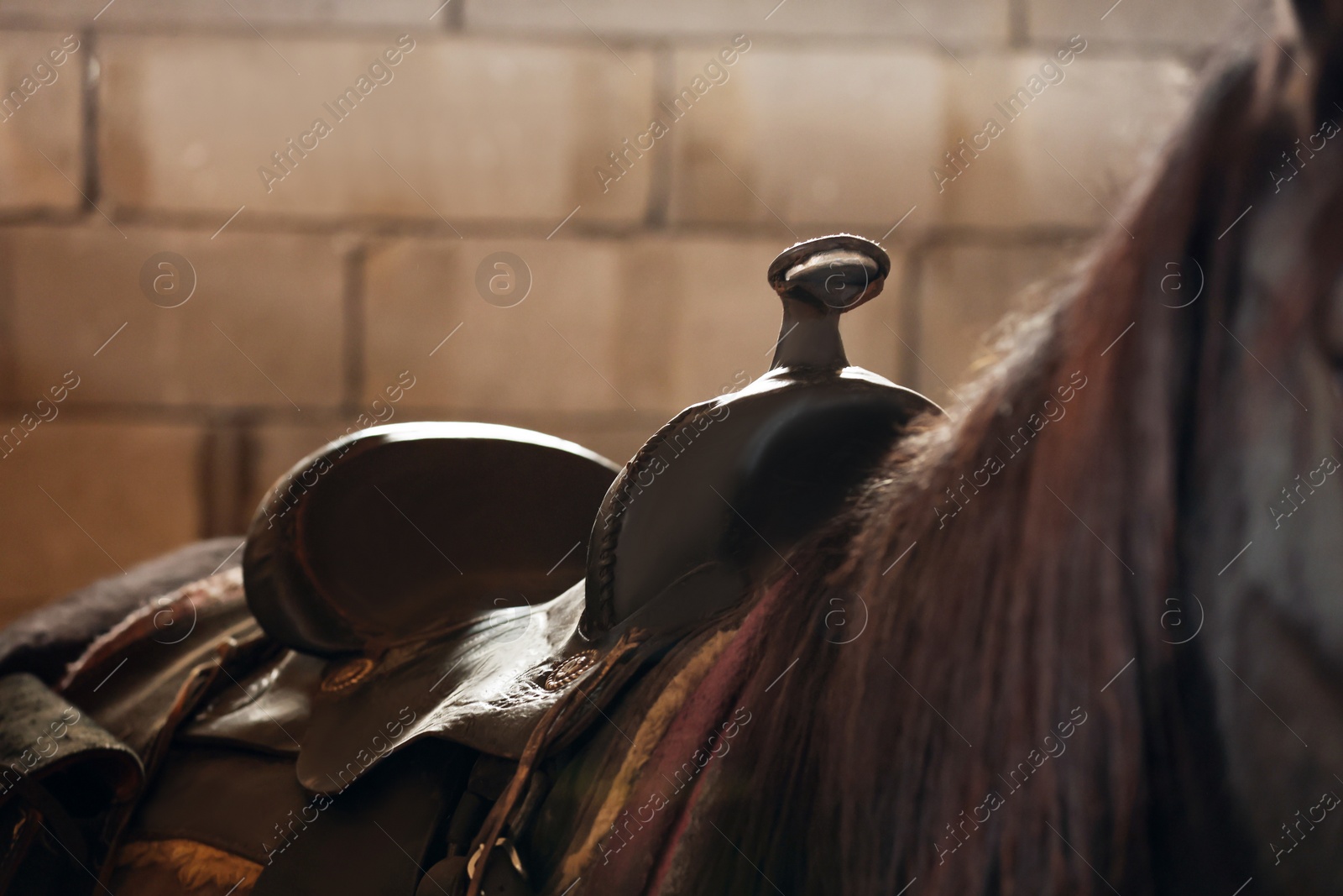 Photo of Black horse with saddle in stable, closeup. Lovely domesticated pet