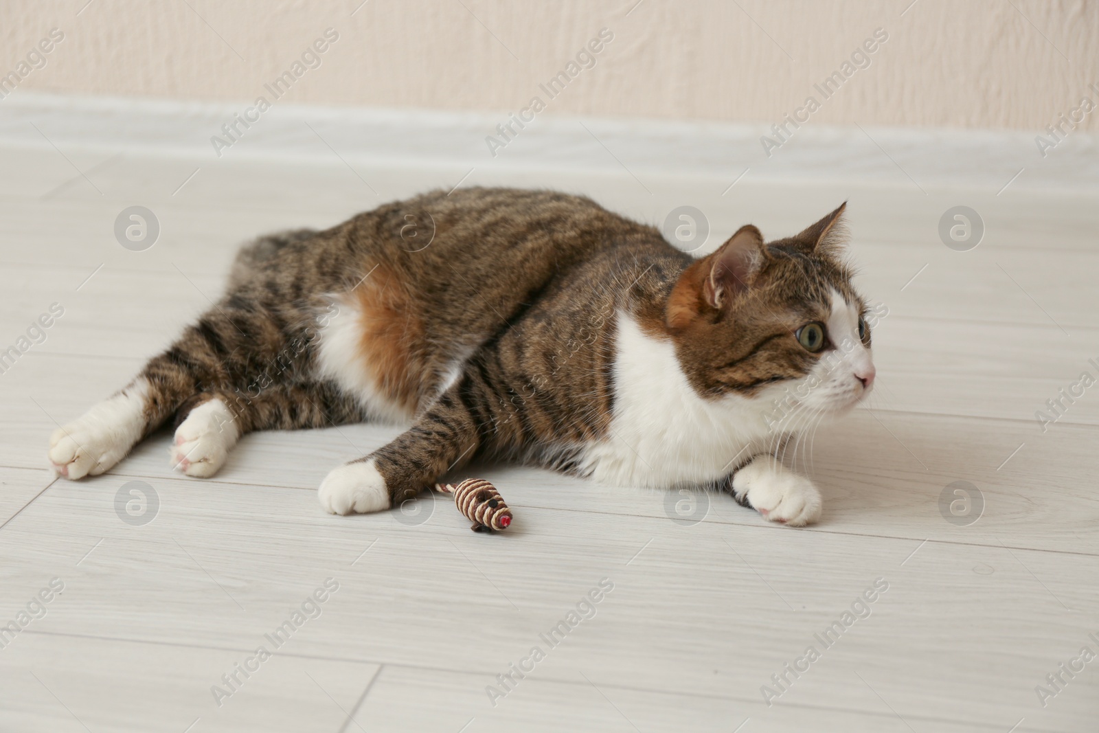 Photo of Cute cat with knitted toy on floor at home. Lovely pet