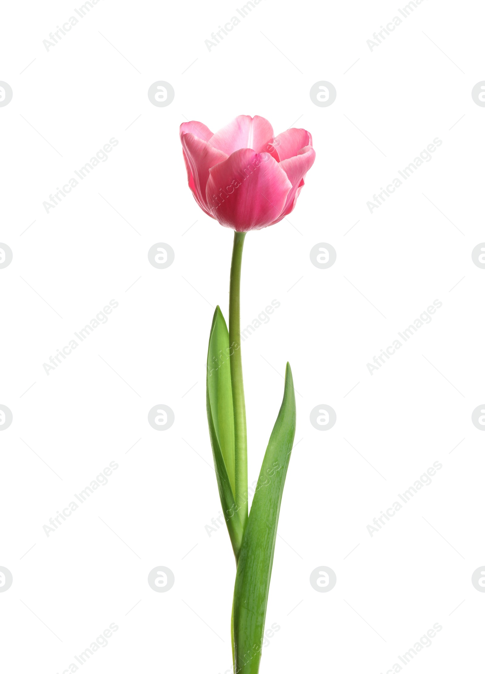 Photo of Beautiful tender spring tulip isolated on white