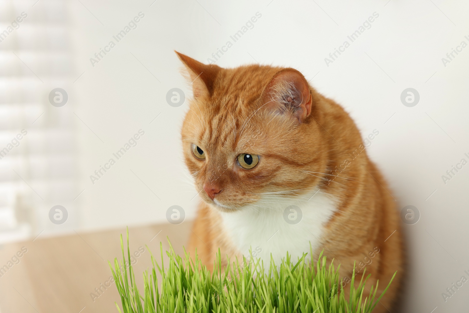 Photo of Cute ginger cat near potted green grass indoors