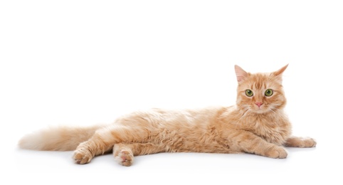 Photo of Cute red cat on white background