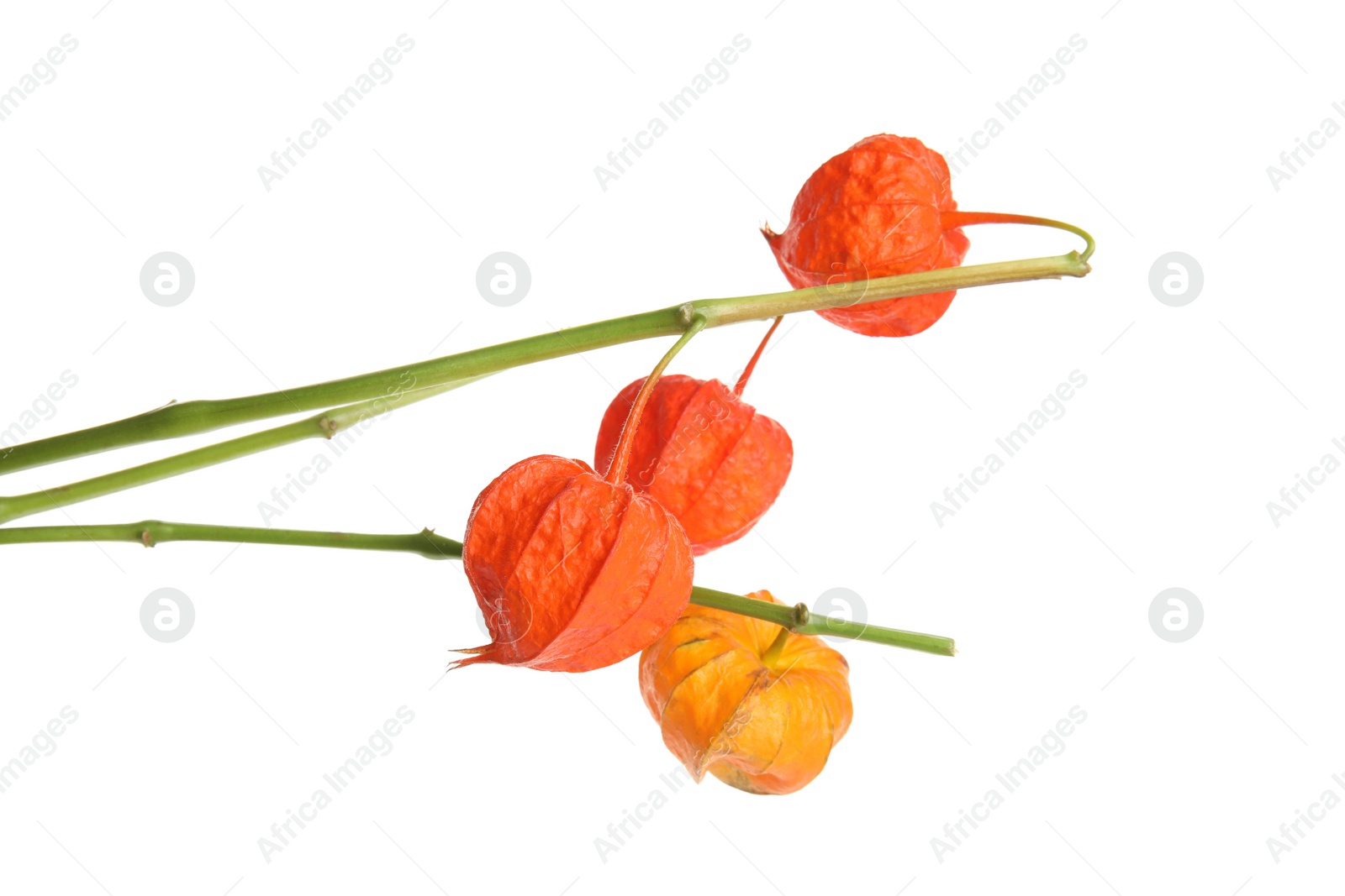 Photo of Physalis branches with colorful sepals on white background