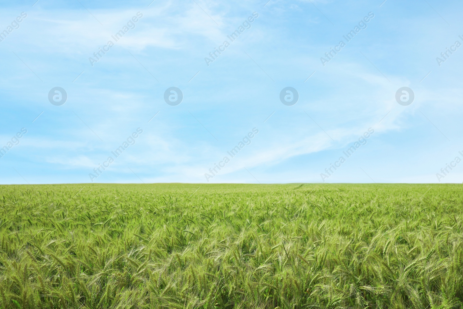 Photo of Beautiful agricultural field with ripening wheat crop