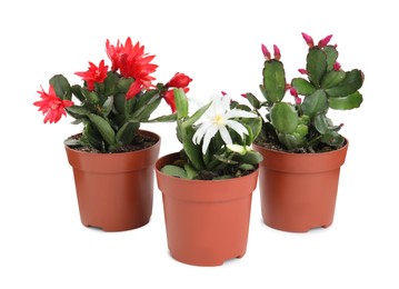 Photo of Beautiful blooming Schlumbergeras (Christmas or Thanksgiving cacti) on white background