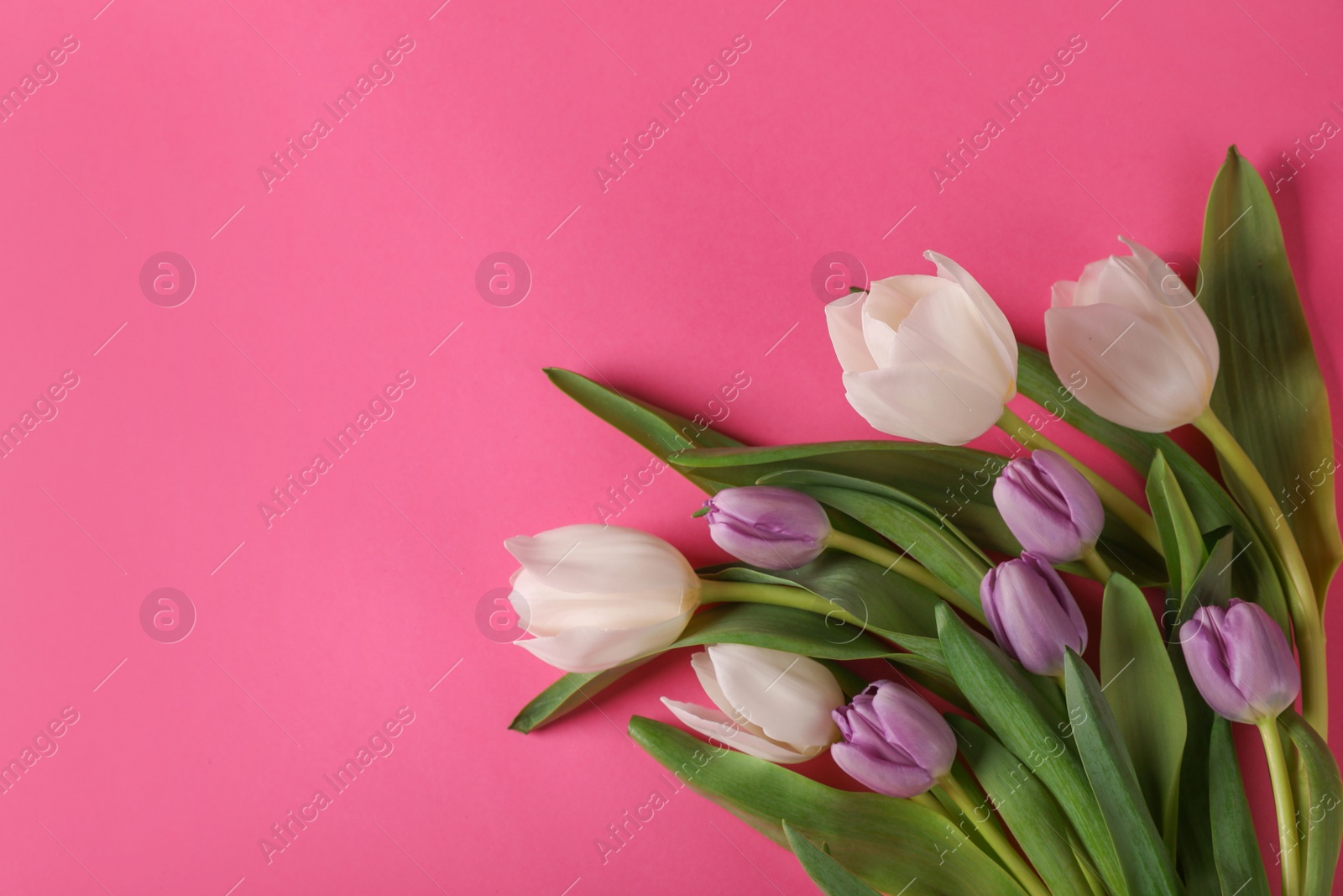 Photo of Many beautiful tulips on pink background, flat lay. Space for text