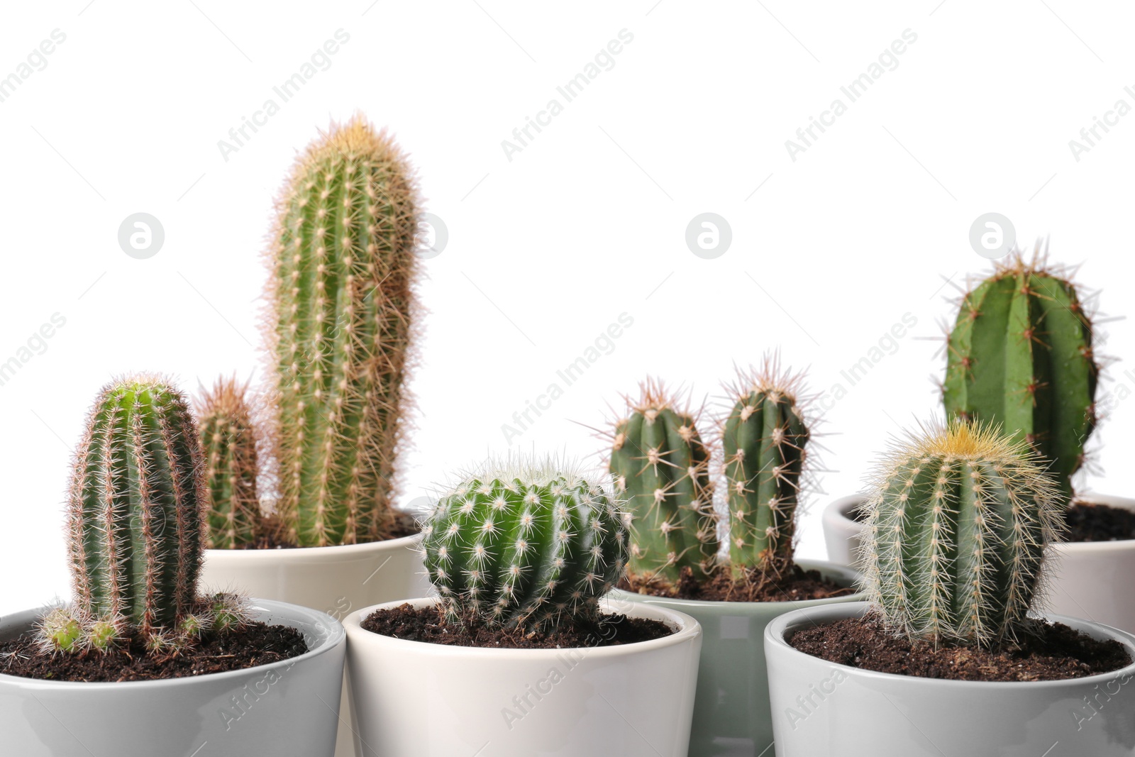 Photo of Many different cacti in pots on white background