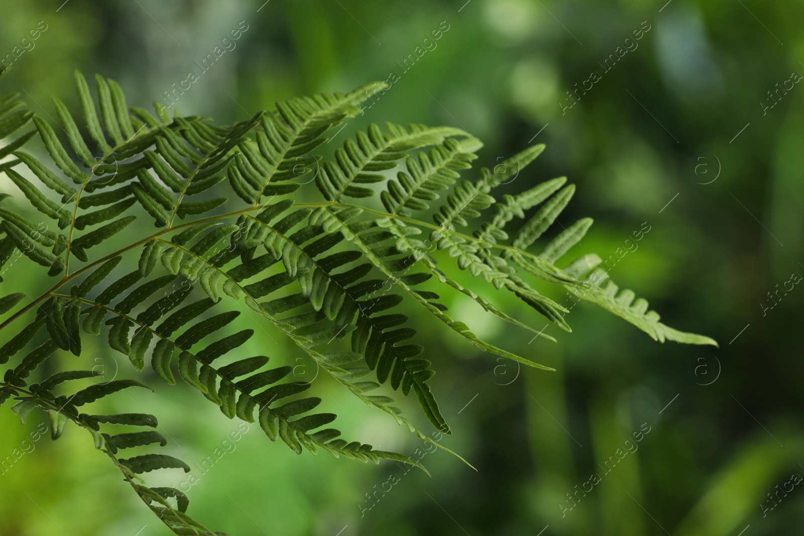 Photo of Beautiful tropical fern leaf on blurred background