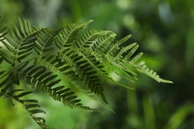 Photo of Beautiful tropical fern leaf on blurred background