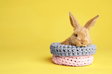 Adorable furry Easter bunny in basket on color background, space for text