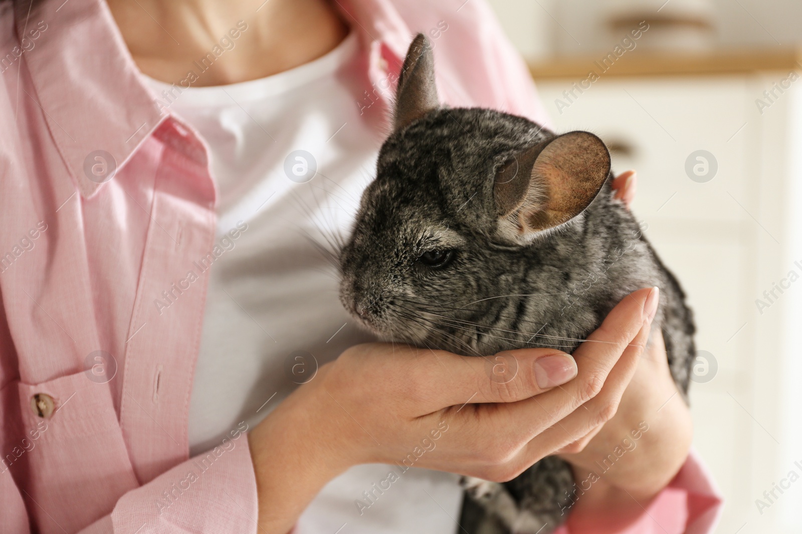 Photo of Woman holding cute chinchilla in room, closeup