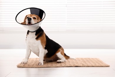 Photo of Adorable Beagle dog wearing medical plastic collar on floor indoors. Space for text