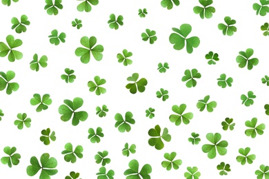 Image of Fresh green clover leaves on white background. St. Patrick's Day 