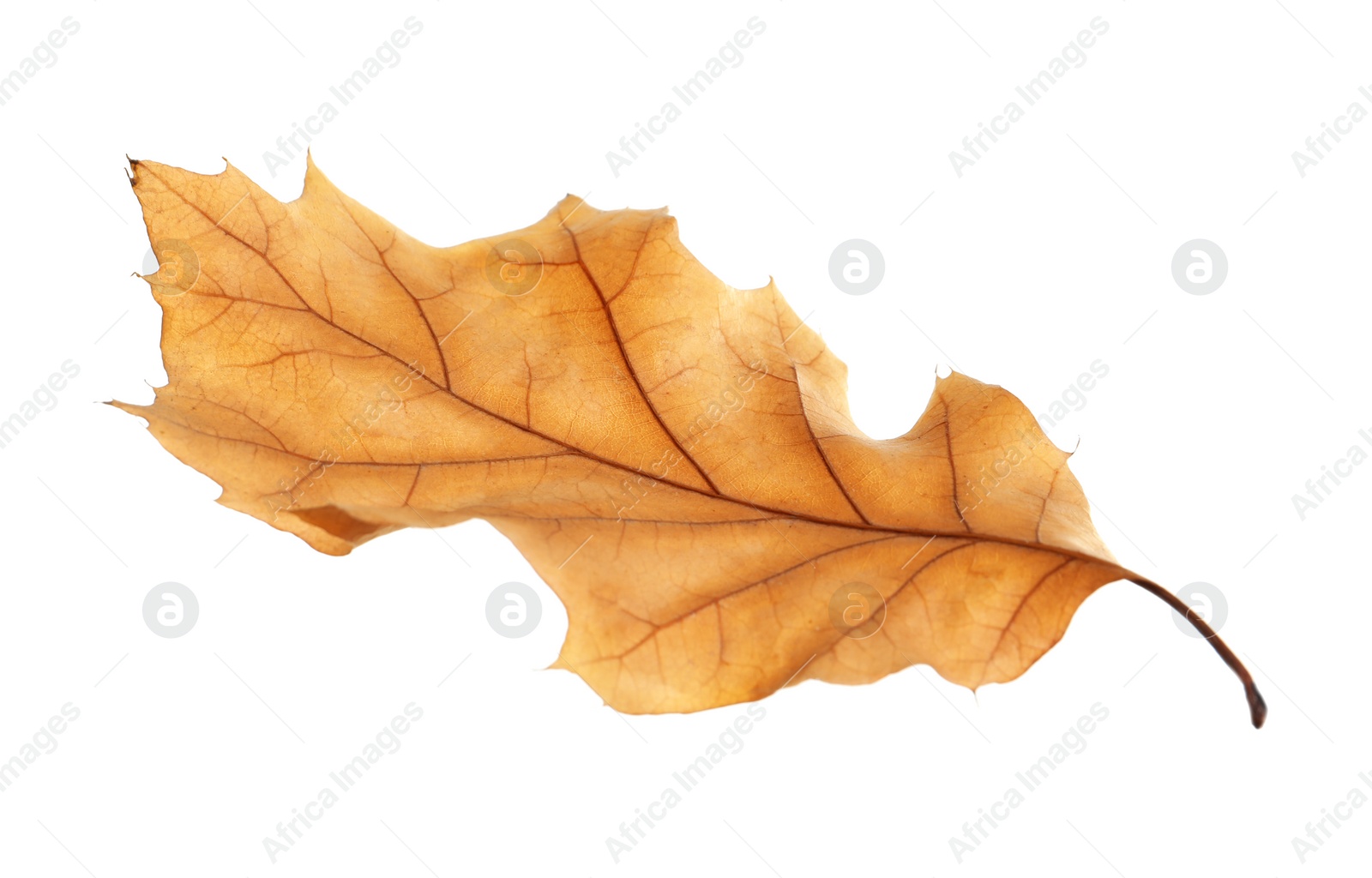 Photo of Beautiful autumn leaf on white background. Fall foliage