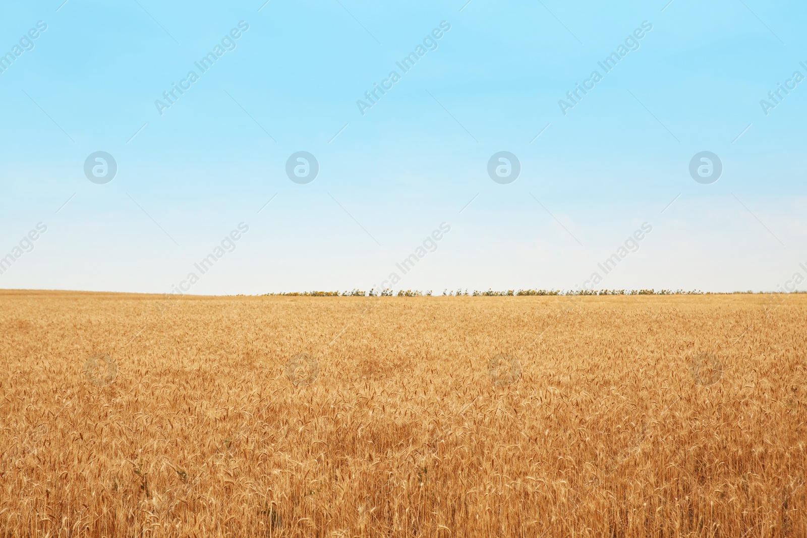 Photo of Wheat grain field on sunny day. Cereal farming