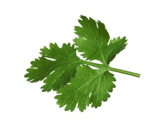 Fresh green coriander leaves isolated on white