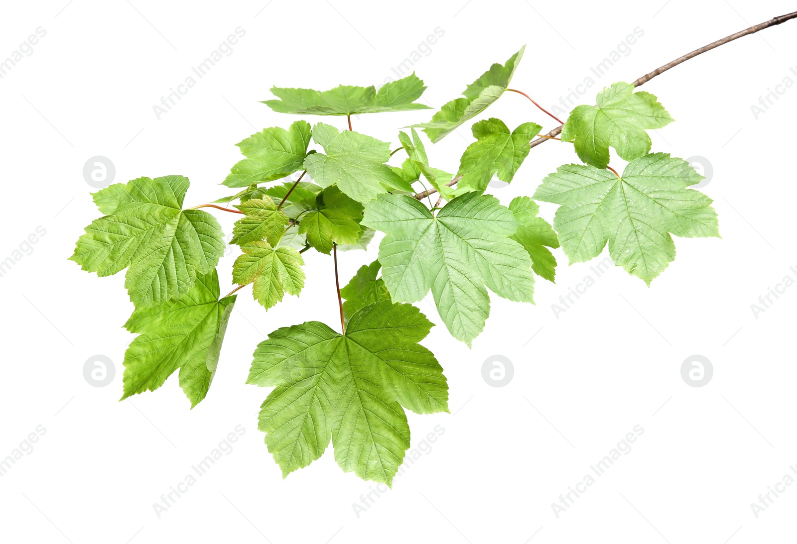 Photo of Branch of maple tree with young fresh green leaves isolated on white. Spring season