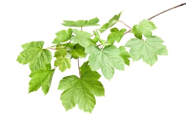 Photo of Branch of maple tree with young fresh green leaves isolated on white. Spring season