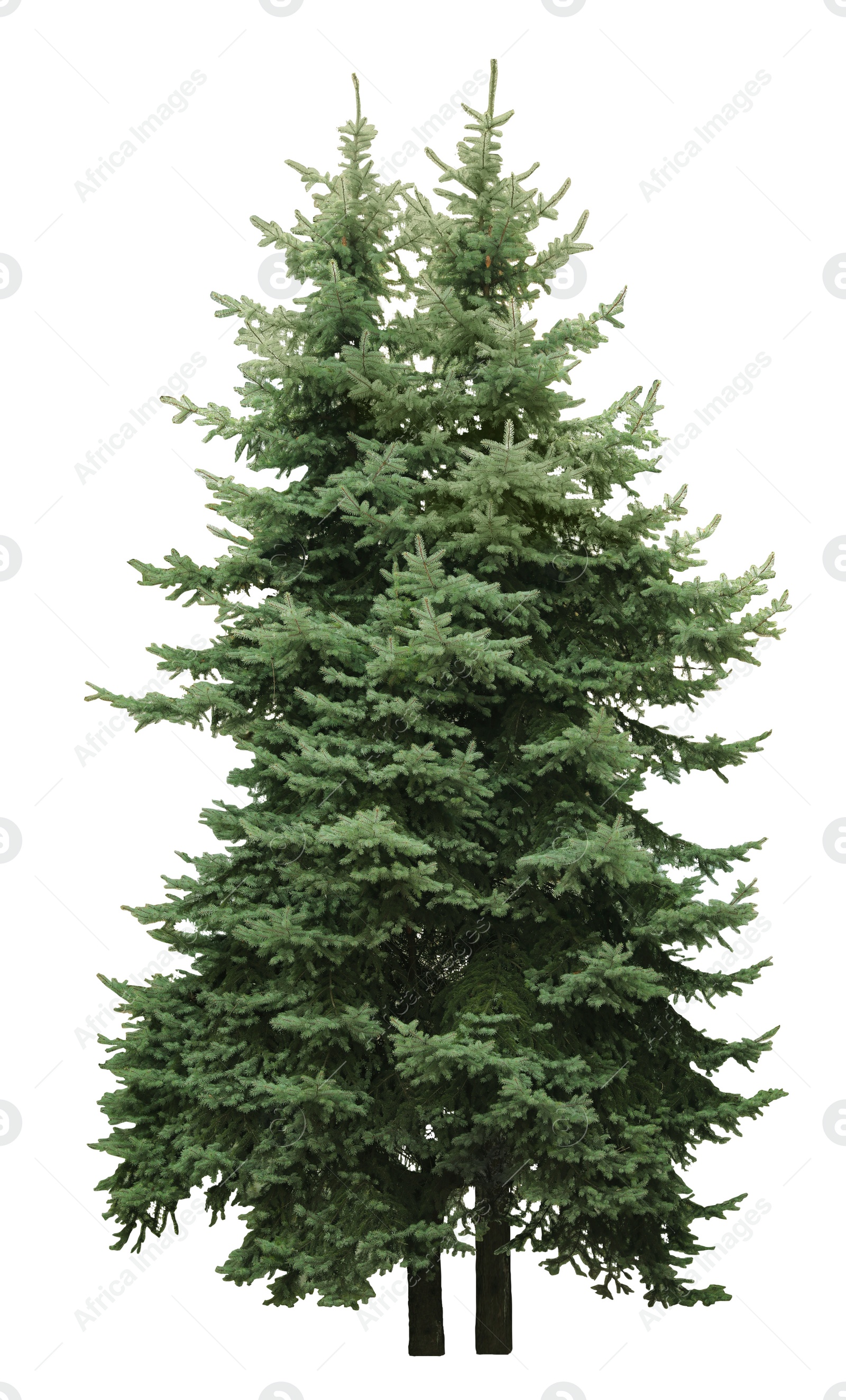 Image of Beautiful evergreen fir trees on white background