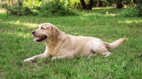 Cute Golden Labrador Retriever on green grass in summer park