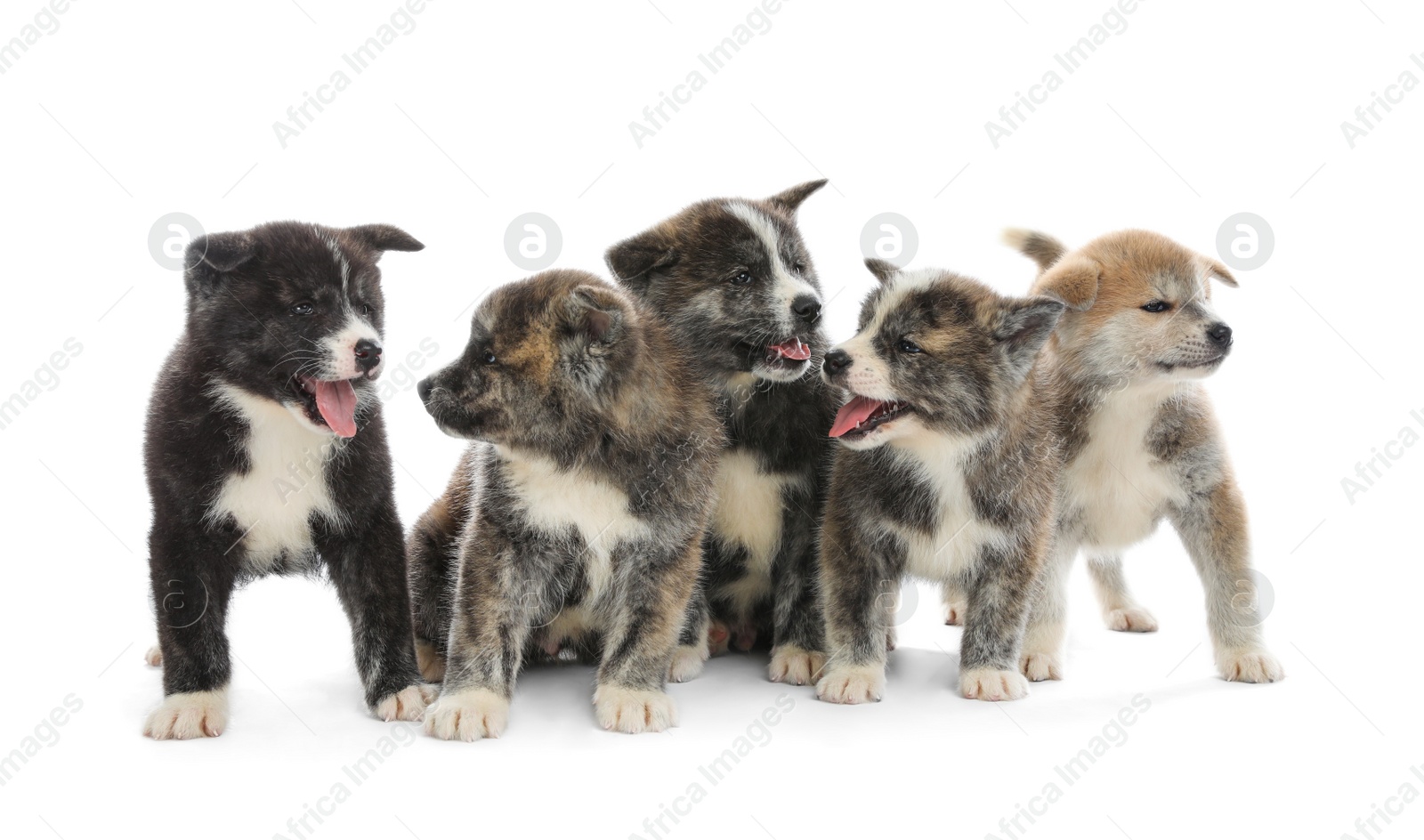 Photo of Cute Akita inu puppies on white background. Friendly dogs