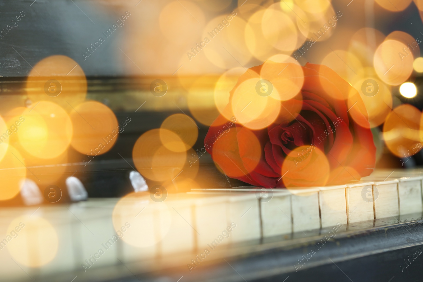 Image of Christmas and New Year music. Piano with rose, bokeh effect