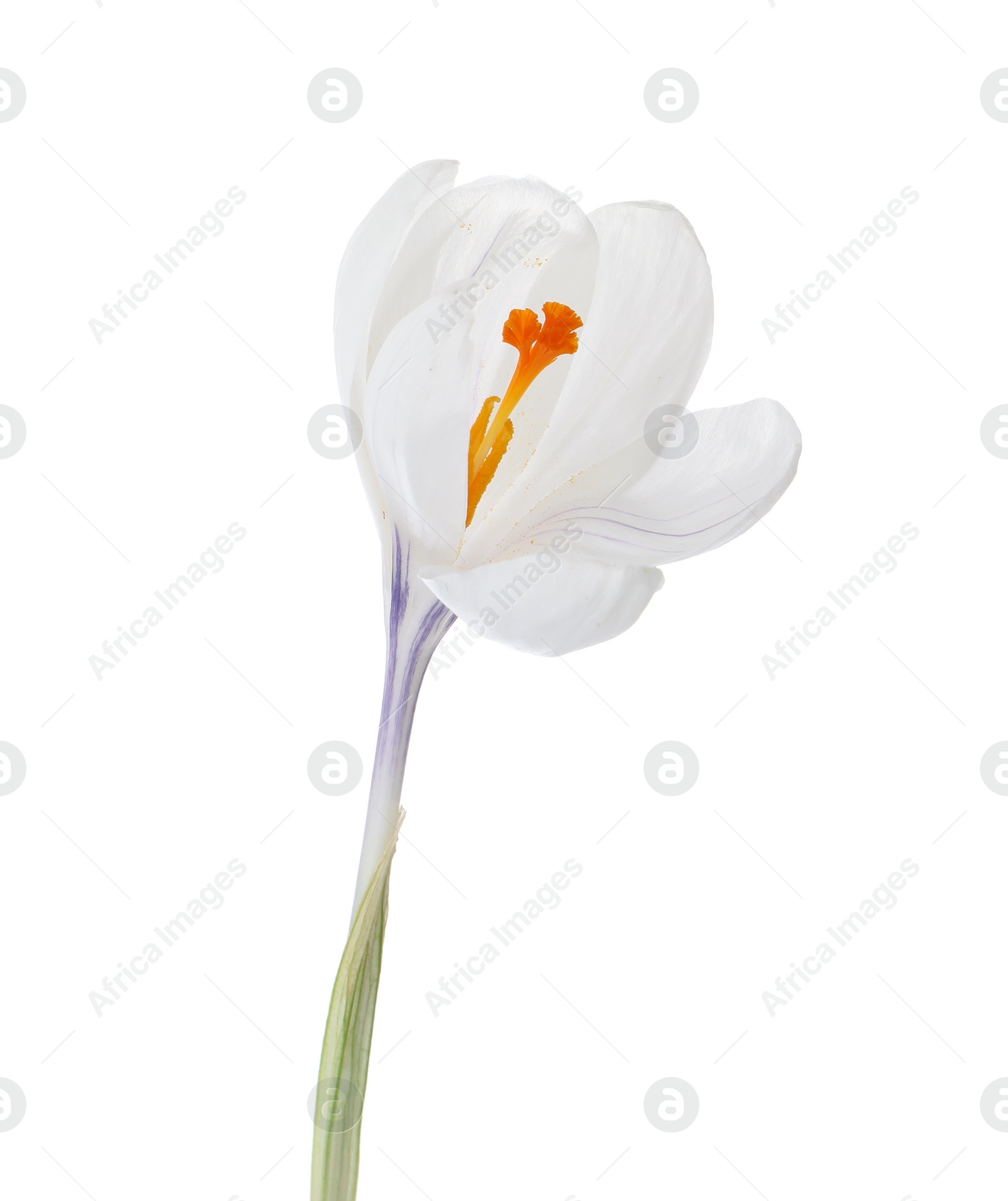 Photo of Beautiful crocus isolated on white. Spring flower