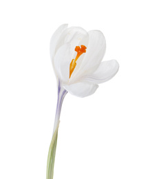 Photo of Beautiful crocus isolated on white. Spring flower