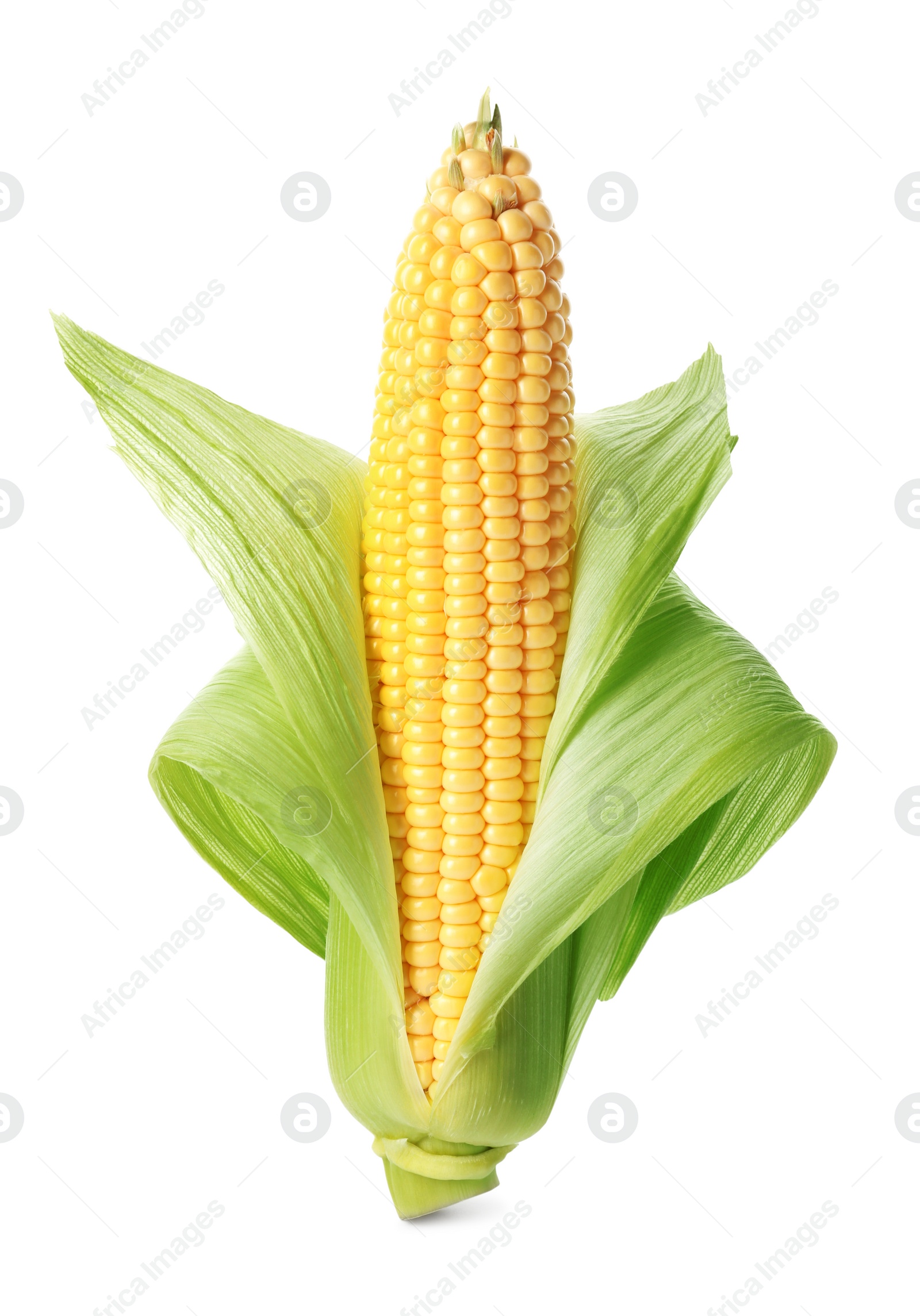 Photo of Ripe raw corn cob with husk isolated on white