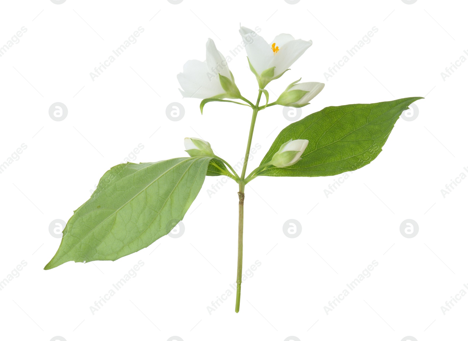 Photo of Branch of jasmine flowers and leaves isolated on white