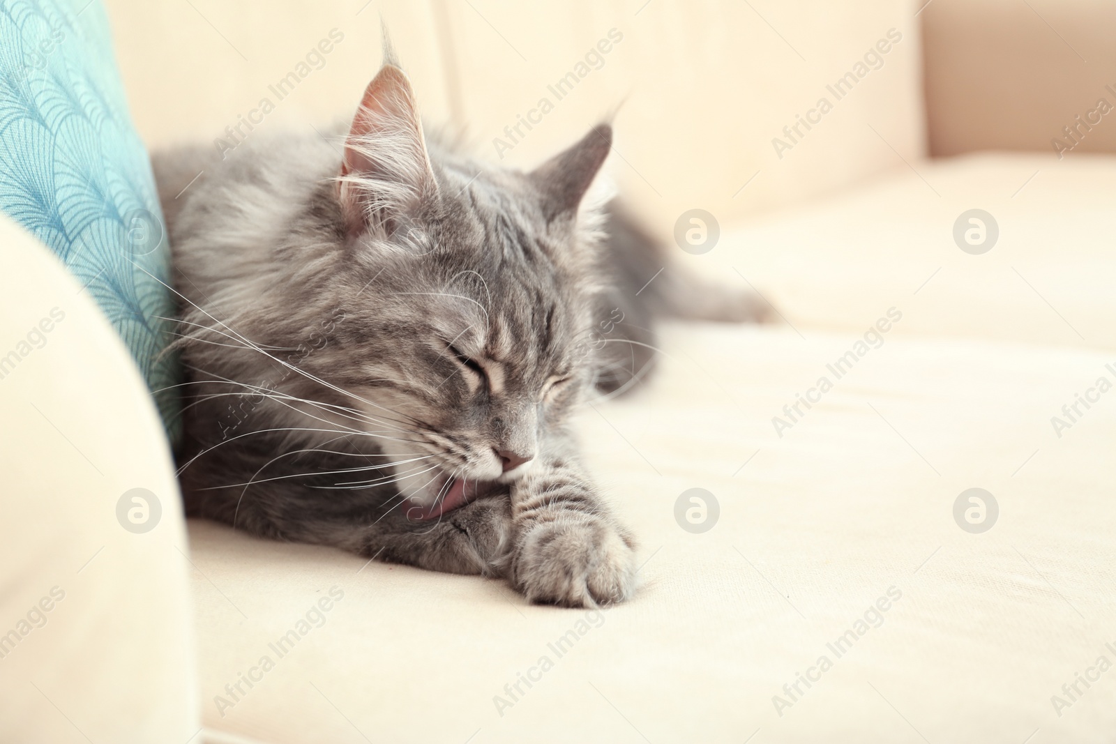 Photo of Adorable Maine Coon cat cleaning itself on couch at home. Space for text