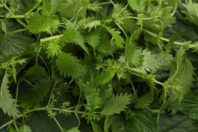 Fresh stinging nettle leaves as background, closeup view