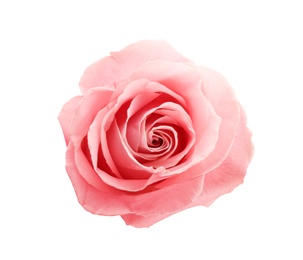 Photo of Beautiful pink rose on white background, top view. Perfect gift