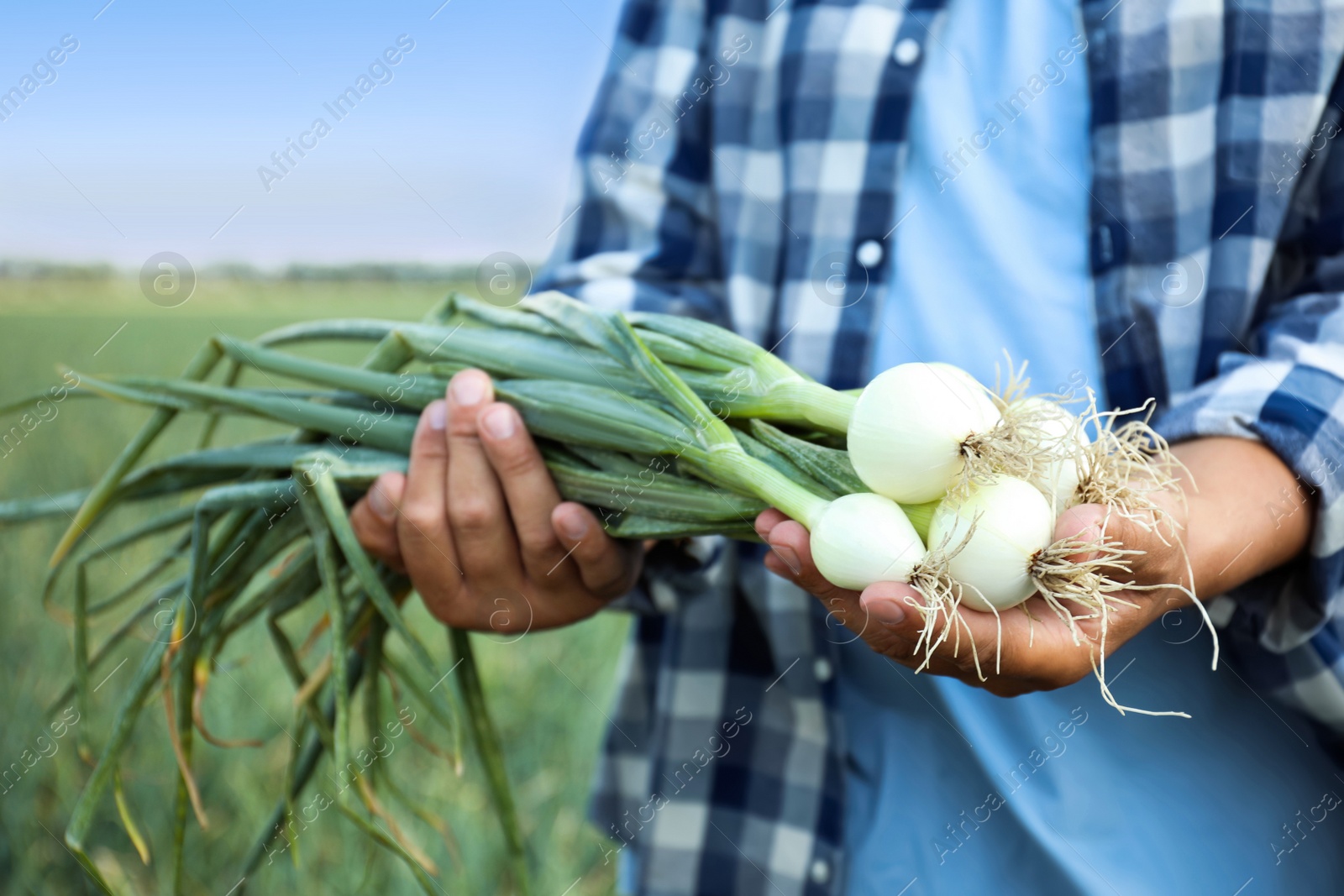 Photo of Man holding fresh green onions outdoors, closeup