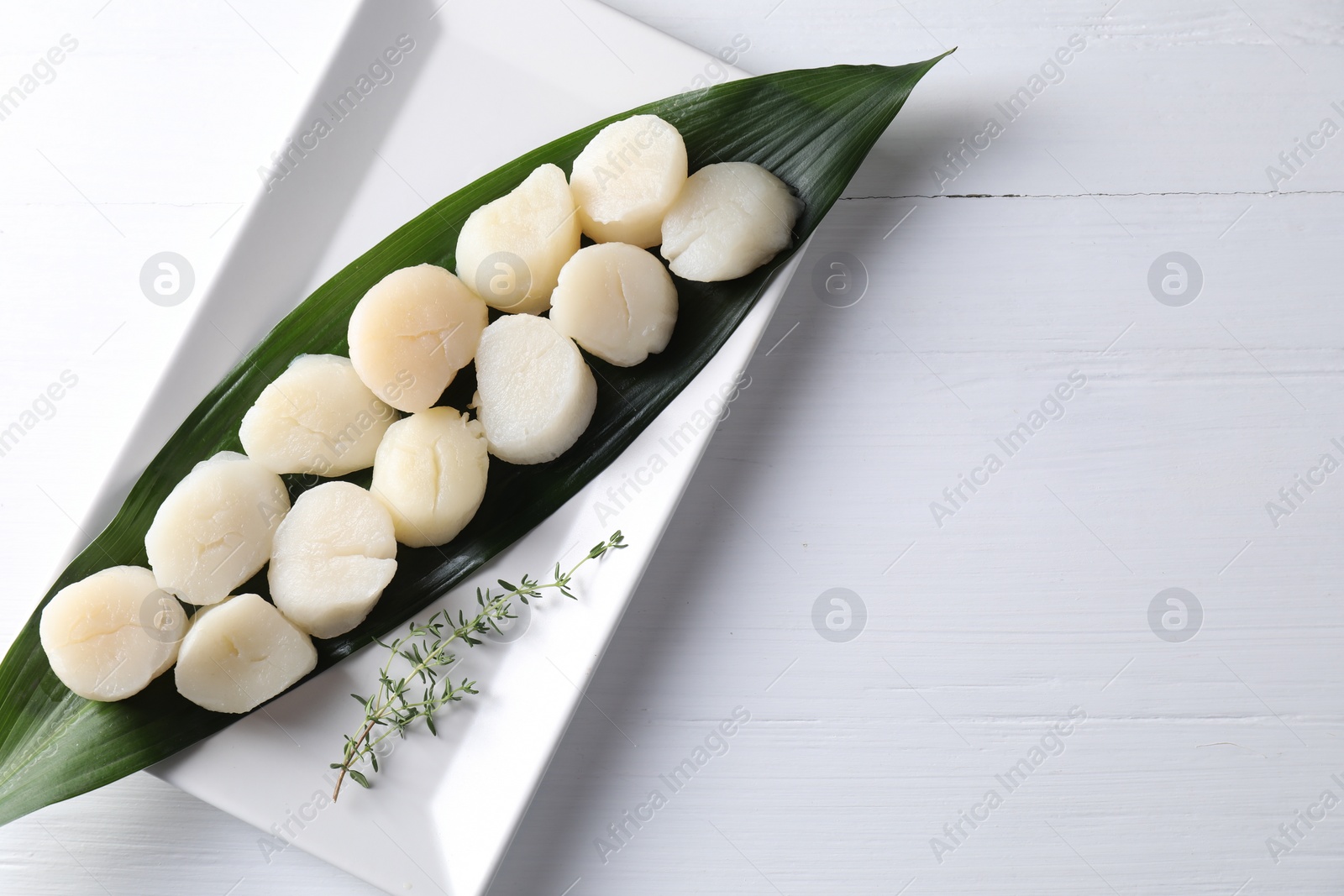 Photo of Fresh raw scallops and thyme on white wooden , top view. Space for text