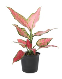 Beautiful Aglaonema plant in flowerpot isolated on white. House decor