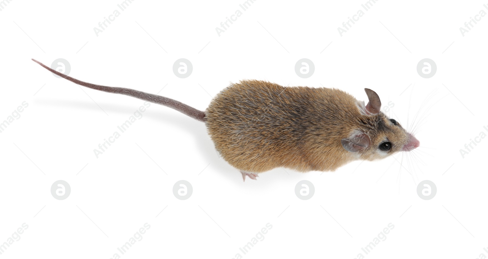 Photo of Small cute spiny mouse on white background