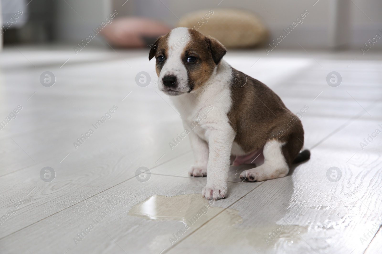 Photo of Adorable puppy near puddle on floor indoors