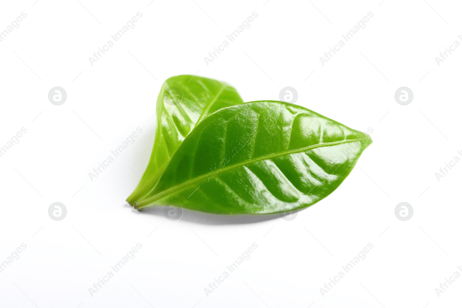 Photo of Fresh green coffee leaves isolated on white