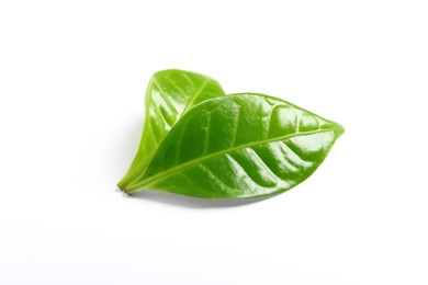 Photo of Fresh green coffee leaves isolated on white