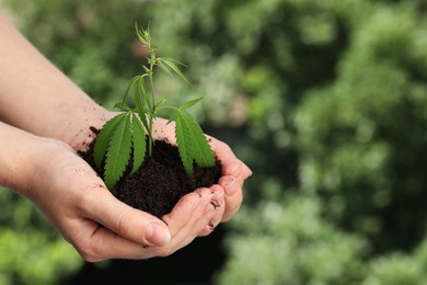 Photo of Woman holding green hemp plant in soil outdoors, closeup. Space for text