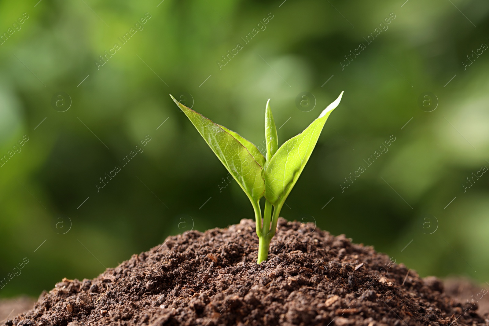 Photo of Young plant in fertile soil on blurred background. Gardening time