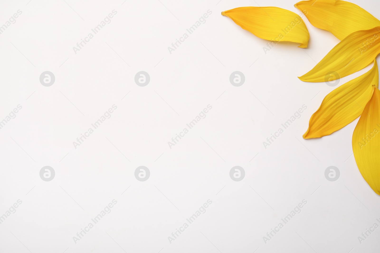 Photo of Fresh yellow sunflower petals isolated on white, top view