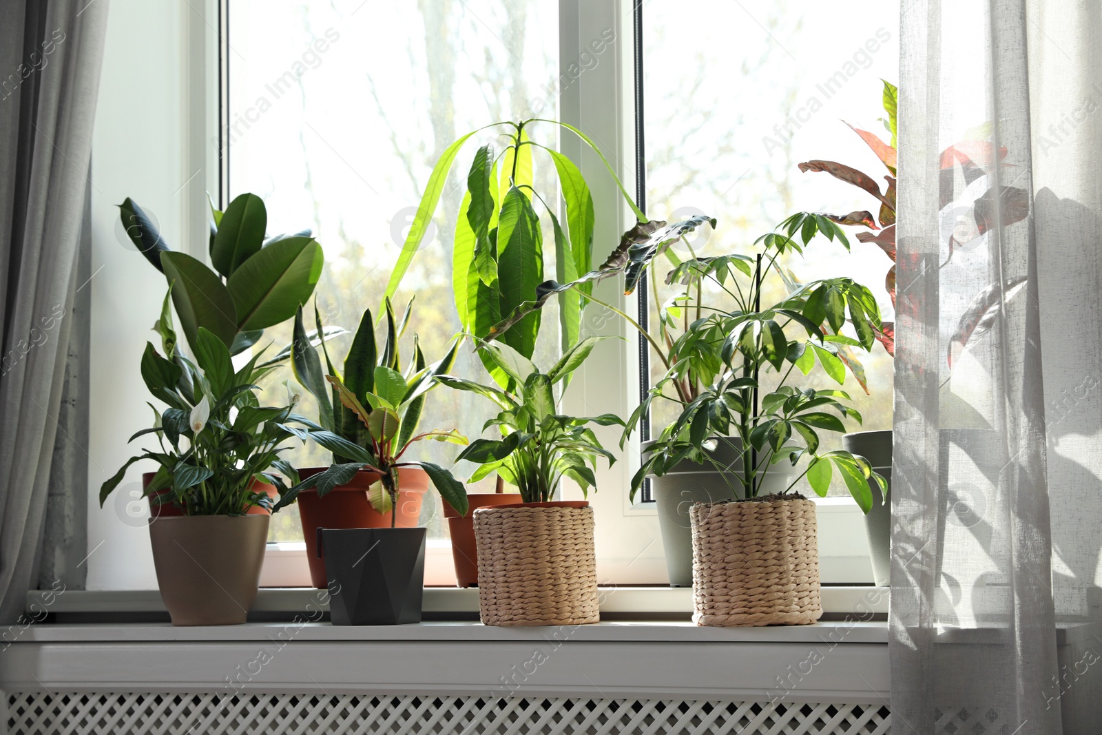 Photo of Different green potted plants on window sill at home