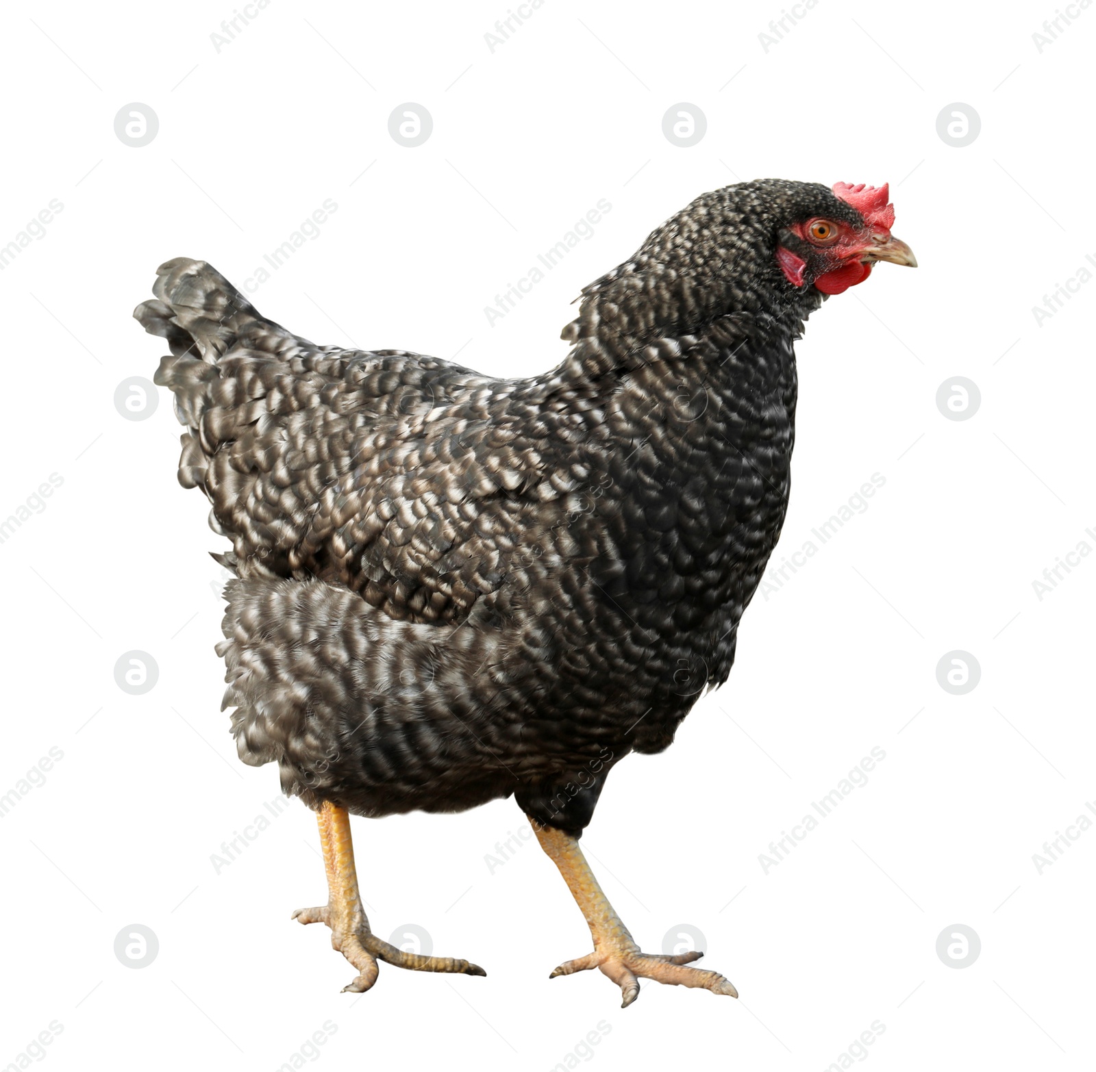 Image of Beautiful chicken on white background. Domestic animal